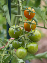 Close-up of cherry tomatoes on their plants, macro photography in an organic garden