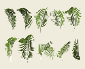 Palm Leaf Collection Tropical Botanical Illustration Set