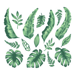 Green Leaves Illustration Pack Natural Botanical Collection