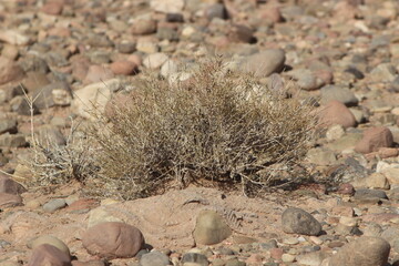 desert plant