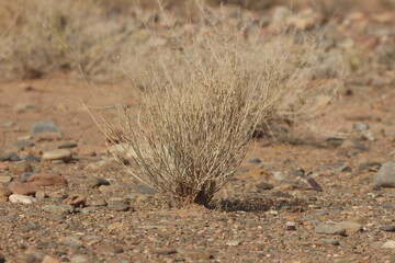 desert plant