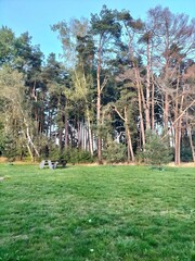 Serene Park Landscape with Pine Trees and Wooden Bench on Green Lawn
