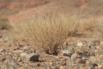 desert plant