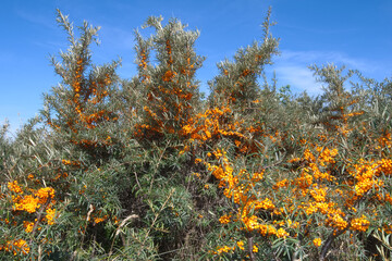 Sea buckthorn  resp.Hippophae rhamnoides in East Frisia,lower Saxony,Krummhoern,Germany