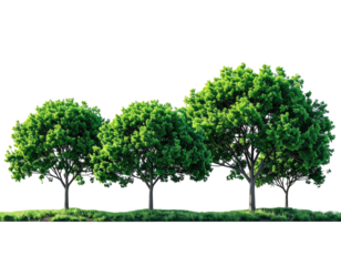 Row of vibrant green trees against a black background. Lush foliage crowns three trees in a horizontal arrangement, with a grassy horizon