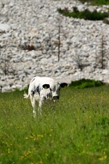 Wei&szlig;e Rinder auf der Almweide