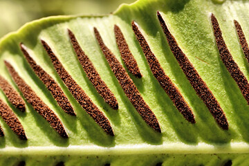 Fern
