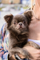 a small dog in the arms of a woman