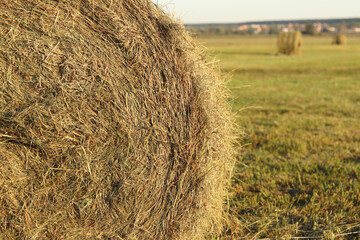 A bale of straw in the field, close-up. Straw close-up collected in round bales. The concept of agricultural production. Village. Field. The concept of farming and harvesting. Landscape countryside