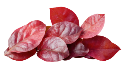 Red sorrel leaves fresh edible herb symbol of nutrition organic plant healthy cooking ingredient natural garnish and cuisine isolated on white background
