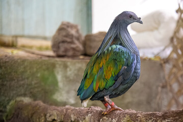 Nicobar pigeon (Caloenas nicobarica). The bird displays its striking iridescent plumage in shades of green, blue, and copper, with long hackle-like feathers on its neck and a contrasting white tail