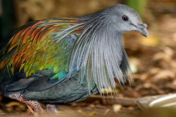 Nicobar pigeon (Caloenas nicobarica). The bird displays its striking iridescent plumage in shades of green, blue, and copper, with long hackle-like feathers on its neck and a contrasting white tail