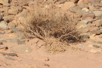 desert plant