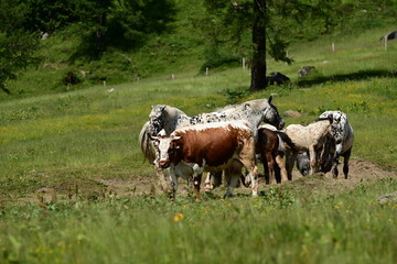 Pferde und Kühe zusammen auf einer Bergweide