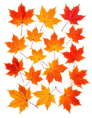 Obraz premium Autumn maple leaves clustered close together