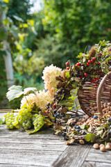 Autumn decorations for thanksgiving with various berries, grapes, hazelnuts, and hydrangeas on...
