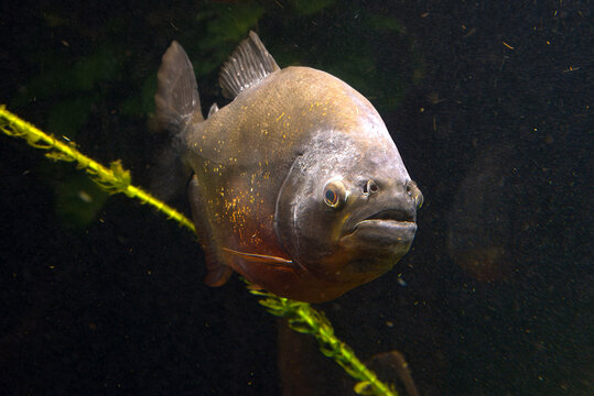 Close-up of a piranha fish swimming underwater. The freshwater fish is native to South America and is known for its sharp teeth and strong jaws