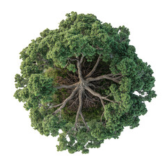 Overhead view of a large, lush tree