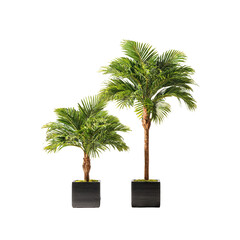 Two potted palm trees, varying heights, lush green foliage
