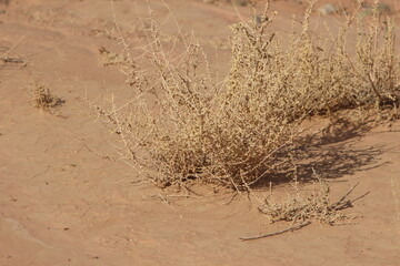 desert plant