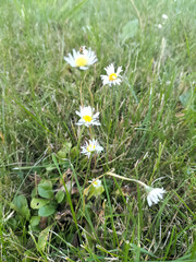 White daisies bloom in a lush green meadow with a buzzing bee on a flower.