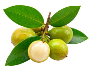 Cluster of Duku Fruits with Stem and Green Leaves, Natural Arrangement, Isolated (2)