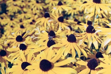 Bee on Black Eyed Susan Flowers in Summer Bloom