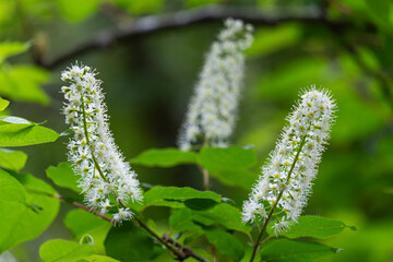 可愛く咲くウワミズザクラを望遠で撮影