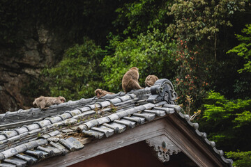 京都・嵐山エリアの野生のサル