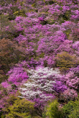 シャクナゲが咲く山に数本たたずむ桜の木