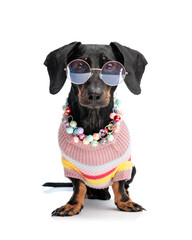 beautiful teckel dachshund puppy wearing accessories and looking forward