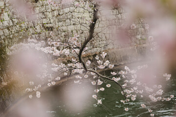 日本の春を彩る桜の花
