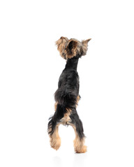 rear view of adorable yorkshire terrier puppy being curious and looking up