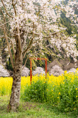 京都・大原の土井志ば漬け本舗の菜の花畑