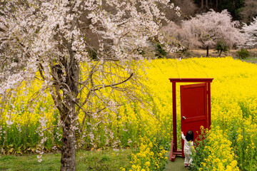 京都・大原の土井志ば漬け本舗の菜の花畑
