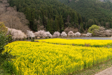 京都・大原の土井志ば漬け本舗の菜の花畑