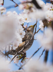ヒヨドリと桜（枝にとまる）
