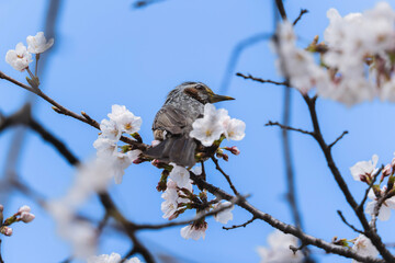 ヒヨドリと桜（枝にとまる）