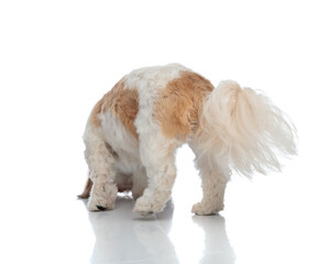 back view of adorable shih tzu puppy looking down, walking and sniffing the floor