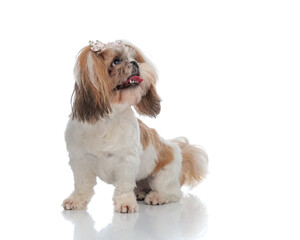 greedy small shih tzu puppy with flowers accessories looking up and panting