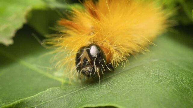 Close-up of a sycamore moth (Acronicta aceris) larva crawling in its natural habitat.Vilnius, Lithuania &ndash; September 14, 2025. 