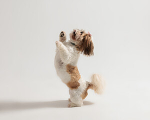 side view of happy little shih tzu puppy looking up and standing on behind legs