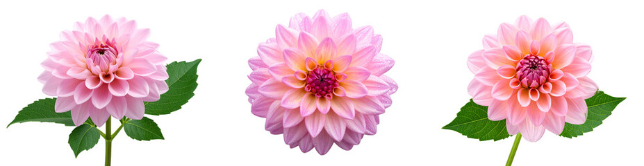 Obraz premium Set of Single Pink Dahlia with Stem and Leaves, Side Angle, Transparent PNG