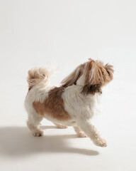 playful shih tzu puppy running around and playing