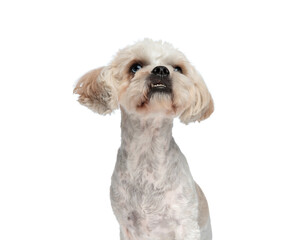 curious little puppy looking up while sitting and showing teeth