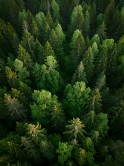 Illustration Healthy Rainforest Canopy with Deep Green Hues