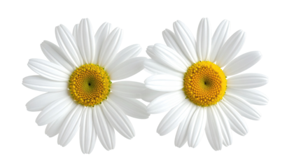 Two close-up daisies, white petals, yellow centers