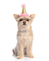 adorable pomeranian spitz dog with glasses looking forward