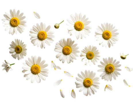  Scattered Chamomile Flowers with Petals Spread Out, Flat Lay Composition, Isolated