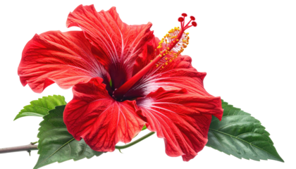 Vibrant red hibiscus flower with green leaves.  Close-up, isolated on black